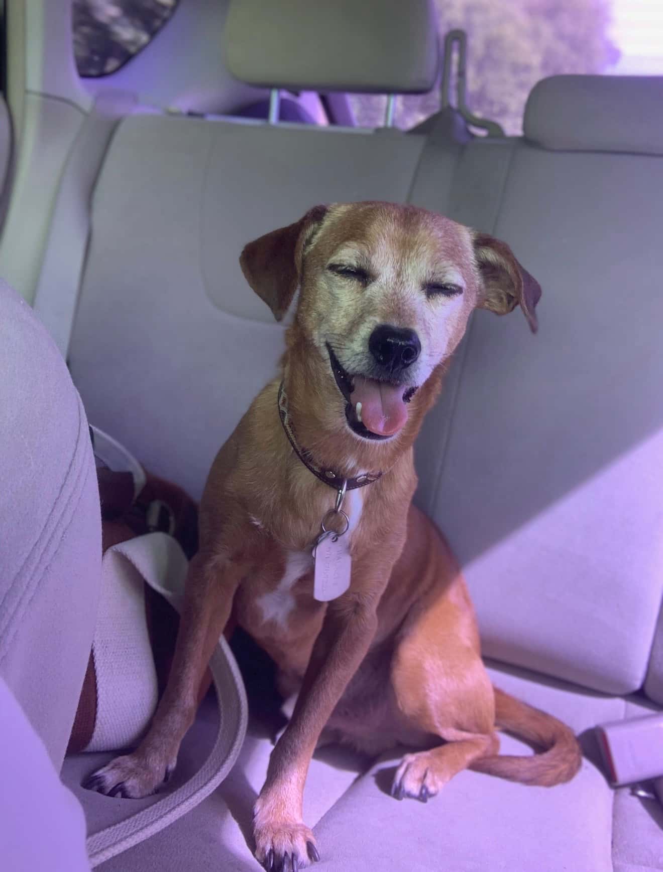 Original dog photo — Chauncey
