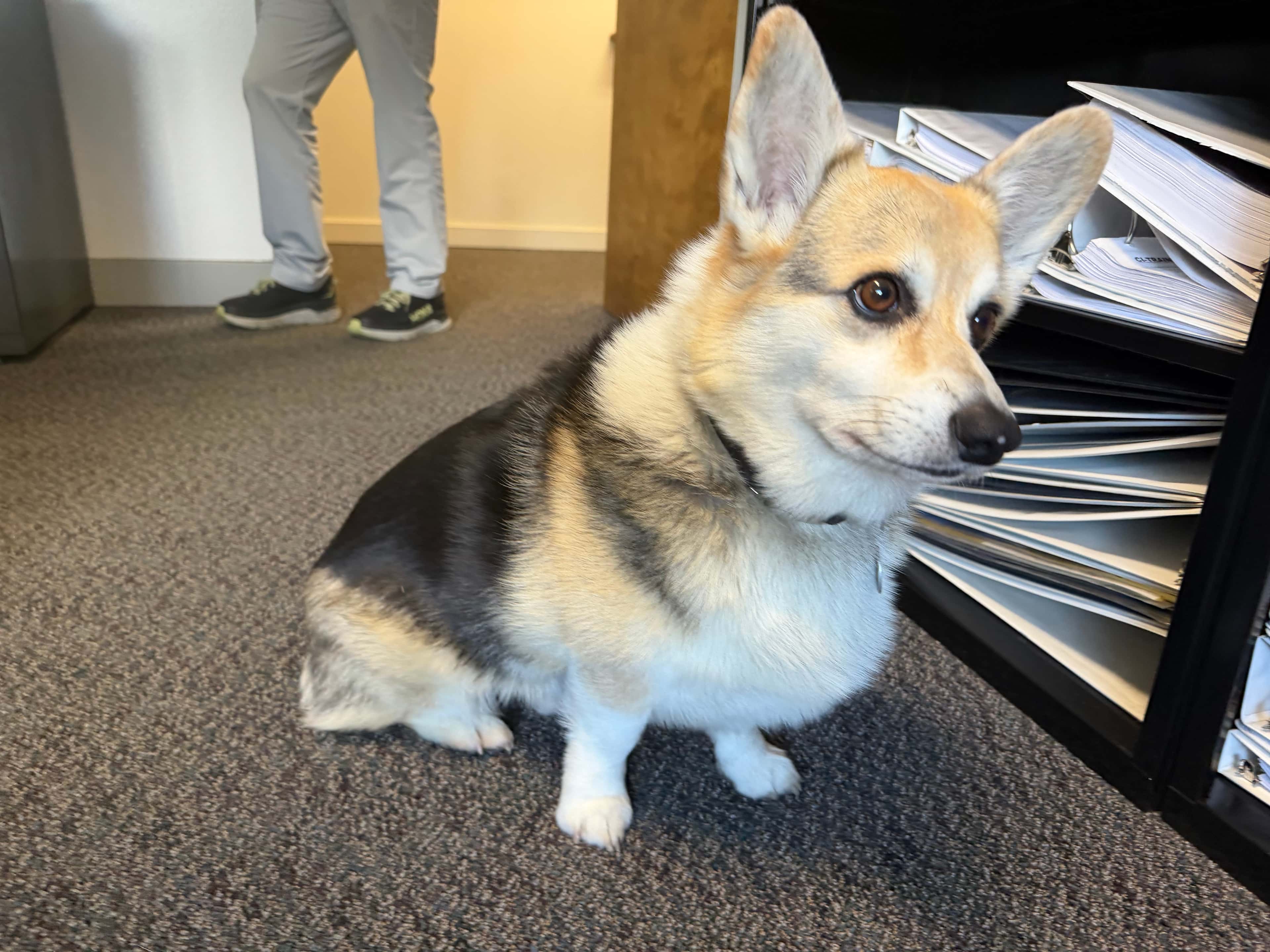 Original dog photo
