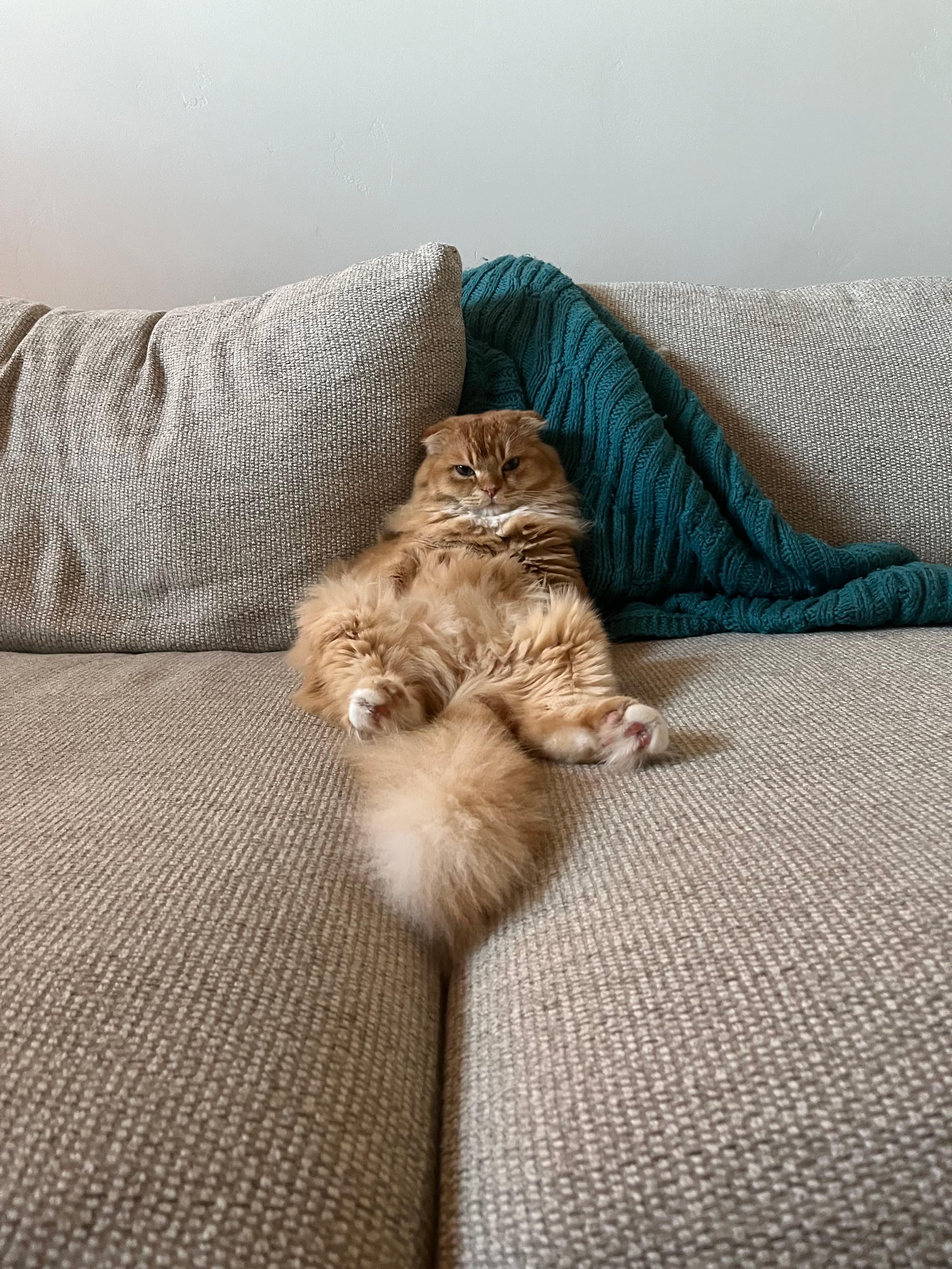 The original uploaded photo of a cat