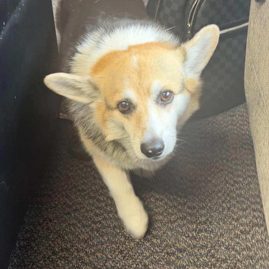 The original uploaded photo of a Welsh Corgi