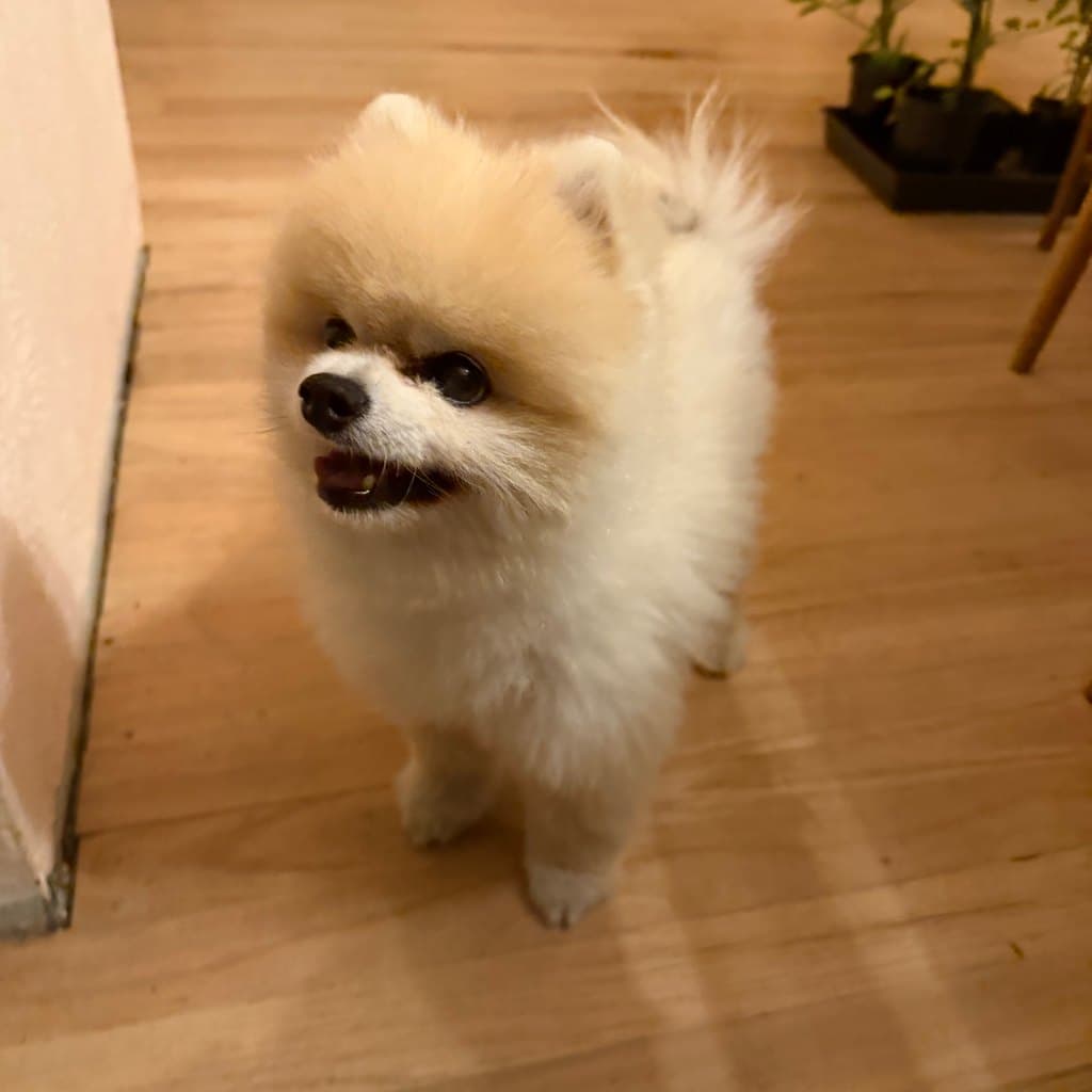 The original uploaded photo of a Pomeranian dog