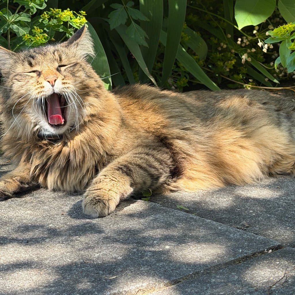 The original uploaded photo of a tabby cat