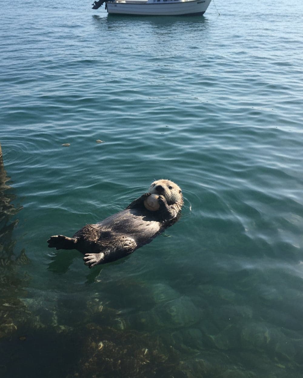 A floating otter