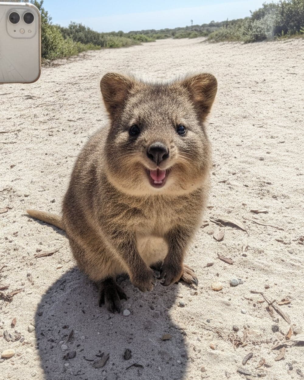 A trailside quokka